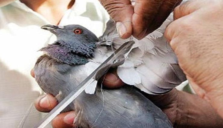 जयपुर : पतंगबाजी को लेकर मुख्यमंत्री गहलोत ने की अपील, सोशल मीडिया पर कही अपने मन की बात