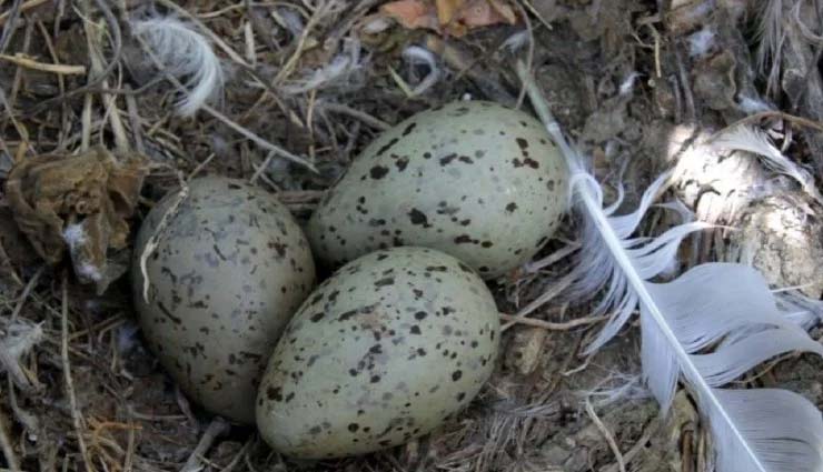 SHOCKING!! शोध में हुआ खुलासा, अंडे भी करते हैं एक-दूसरे से बात