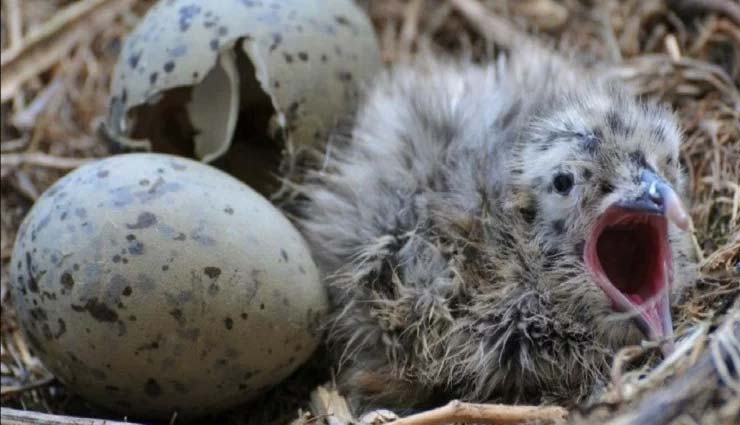 bird eggs,eggs communication,yellow-legged gull,university of vigo spain,spain,eggs news in hindi,weird news,weird news in hindi