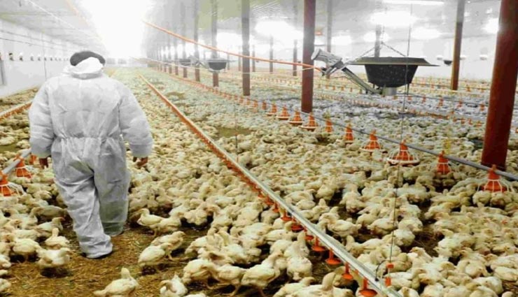 जापान पर आई कोरोना के बीच बड़ी मुसीबत, बर्ड फ्लू के चलते मारी जाएगी 18 लाख से ज्यादा मुर्गियां
