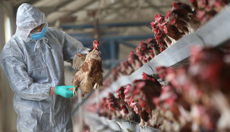 अब भारत में फैल रहा बर्ड फ्लू, जाने किन लोगों को है इससे खतरा