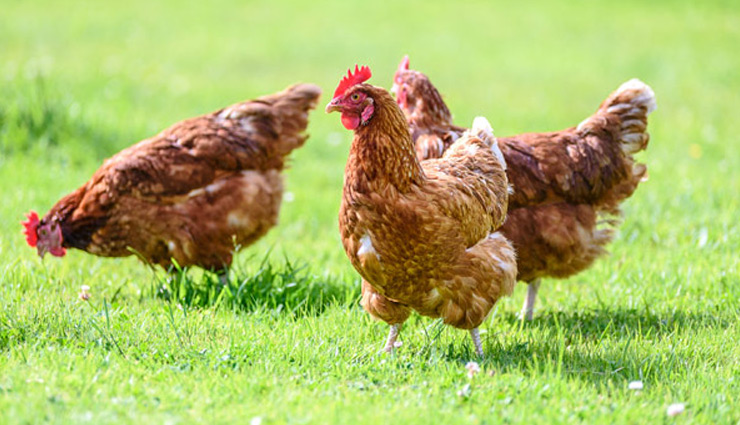 bird flu,bird flu symptoms,bird flu risk,bird flu causes,about bird flu,health news