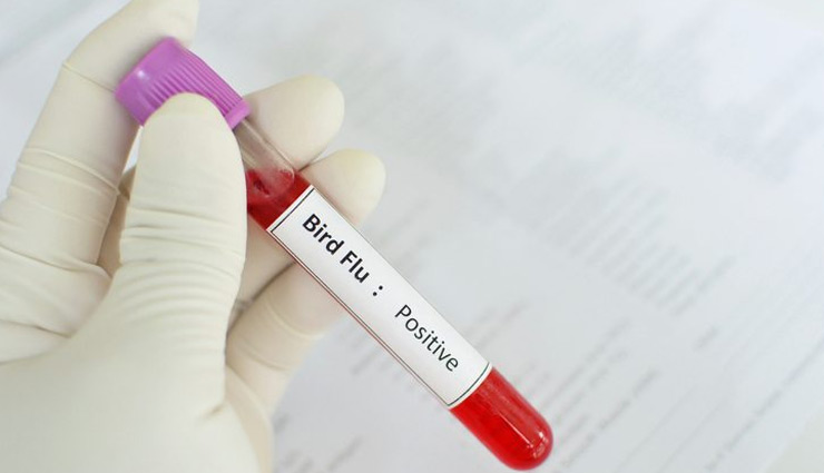 bird flu,bird flu symptoms,bird flu risk,bird flu causes,about bird flu,health news