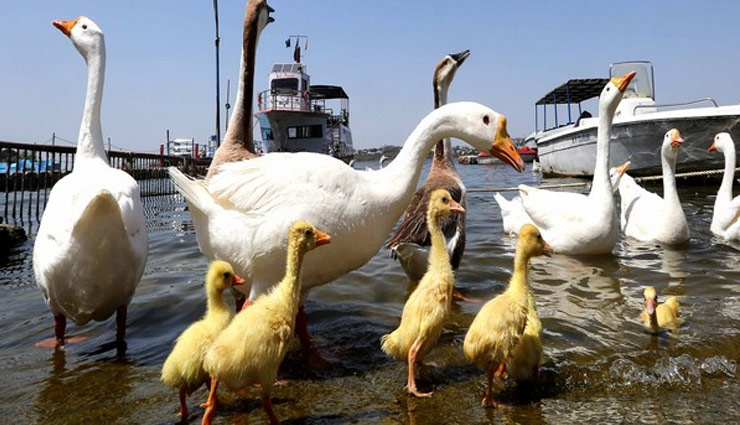 coronavirus,bird flu,bird flu death rate,bird flu news,news