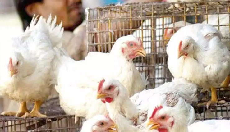 coronavirus,bird flu,bird flu death rate,bird flu news,news