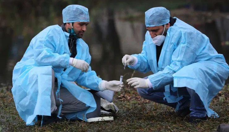 coronavirus,bird flu,bird flu death rate,bird flu news,news