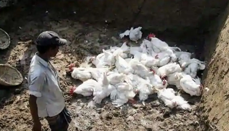 bird flu,bird flu birds died,bird flu news,news