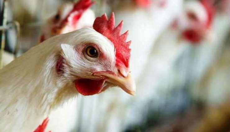 bird flu,bird flu birds died,bird flu news,news