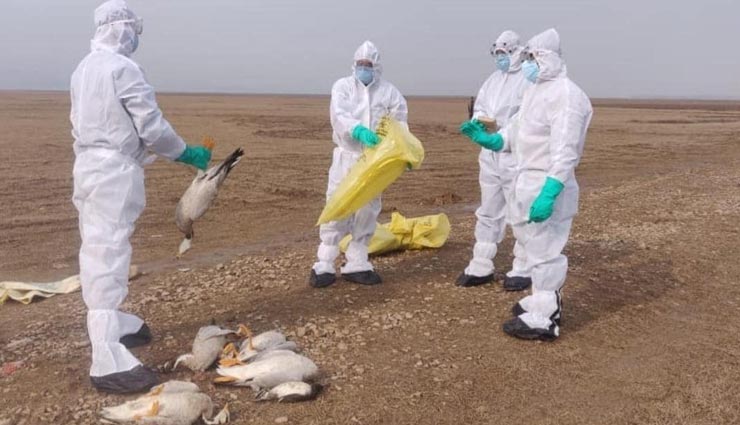 जोधपुर : पक्षी हो रहे बर्ड फ्लू का शिकार, मृत पक्षी दिखें तो छूने की गलती ना करें, कंट्रोल रूम लगाए फोन 