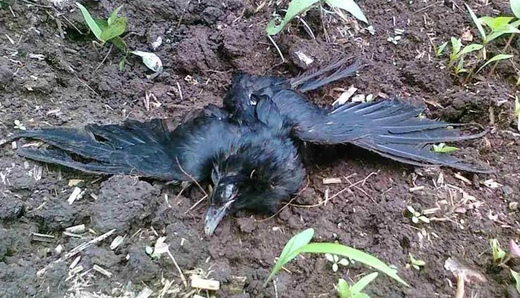 जयपुर : 27 दिन बाद फिर सामने आया बर्ड फ्लू का नया केस, पॉजिटिव आई 3 कौवों की रिपोर्ट