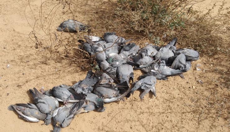 बीकानेर : तीन सौ कबूतरों की मौत का मामला, फूड पॉइजनिंग या बर्ड फ्लू