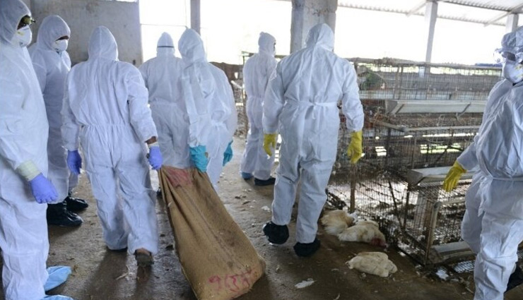 coronavirus,bird flu,bird flu death rate,bird flu news,news
