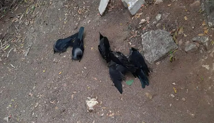 छत्तीसगढ: दो और जिलों में बर्ड फ्लू की पुष्टि, अलर्ट जारी