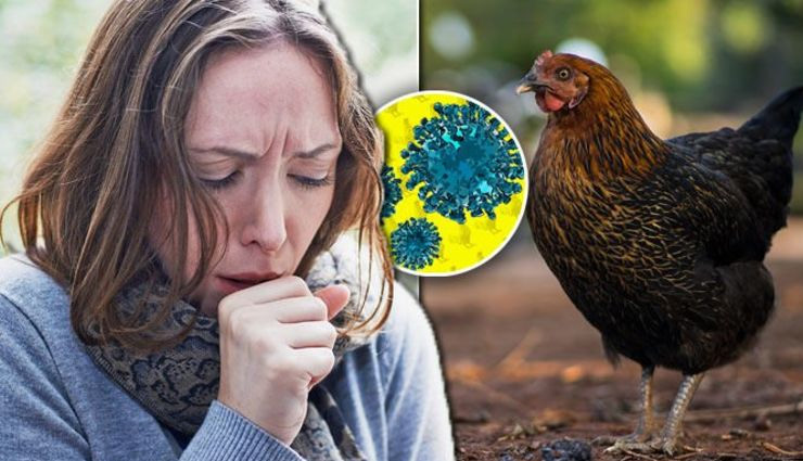 coronavirus,bird flu,bird flu death rate,bird flu news,news ,बर्ड फ्लू