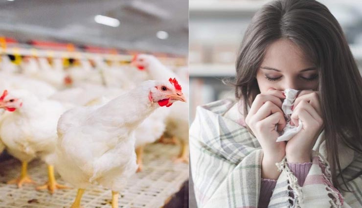 Health tips,health tips in hindi,bird flu symptoms,bird flu prevention