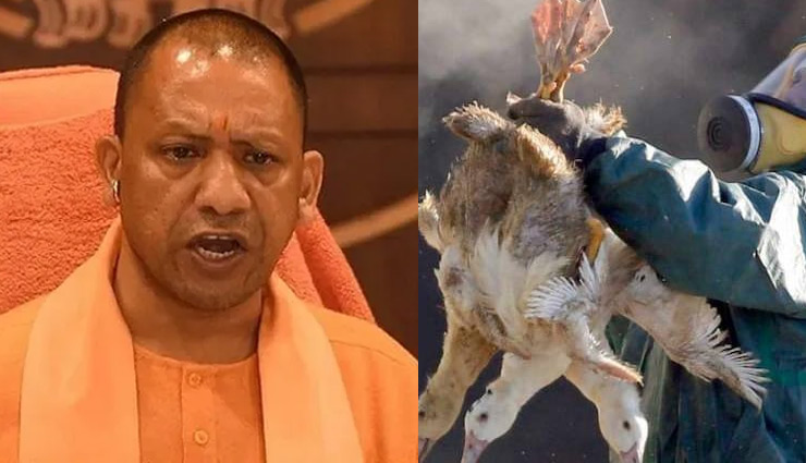 Bird Flu को लेकर यूपी में अलर्ट, योगी सरकार ने जारी की एडवाइजरी 