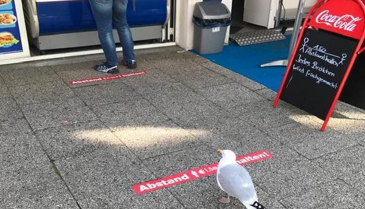 जानवर सिखा रहे इंसानों को सोशल डिस्टेंसिंग का पालन, वायरल हो रही यह तस्वीर