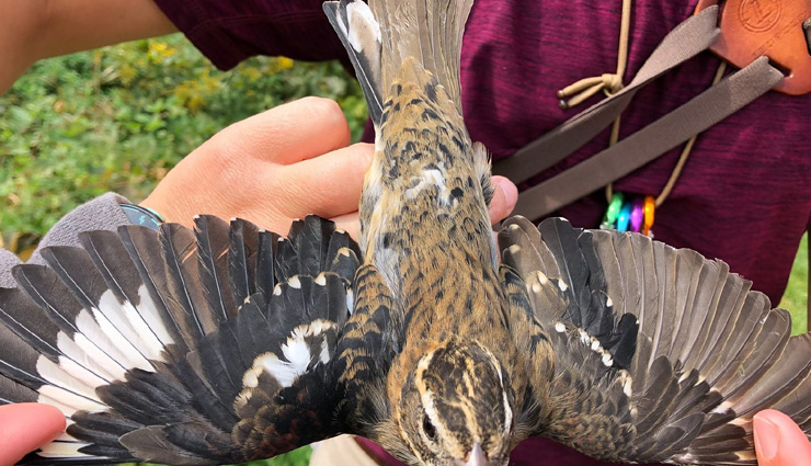 वैज्ञानिकों ने खोजी अनोखी चिड़िया, आधी नर और आधी मादा