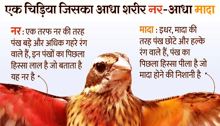 bird,half male,half female,wildlife biologist,weird news