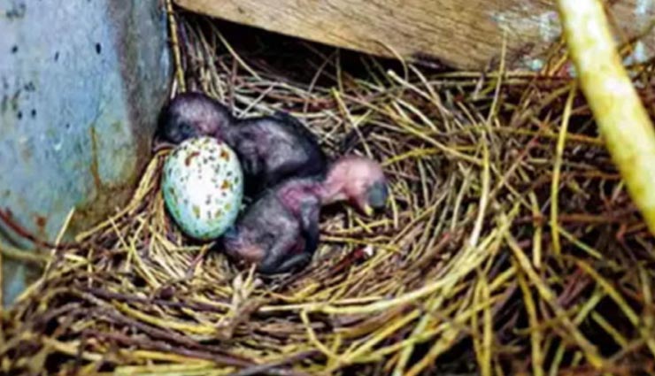 weird news,weird incident,tamilnadu,village in darkness,darkness for a bird