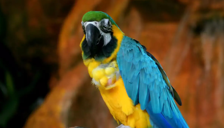 must visit places in shimla,holidays,travel,himachal pradesh tourism,tourist places in himachal pradesh,shimla tourism,tourist places in shimla,holidays in shimla,travel tips,travel tips in hindi