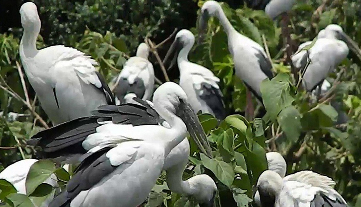 bird sanctuaries,bird sanctuaries in karnataka,karnataka,gudavi bird sanctuary,ranganathittu bird sanctuary,puttenahalli ws lake,kokkare bellur pelicanry bird sanctuary,magadi bird sanctuary
