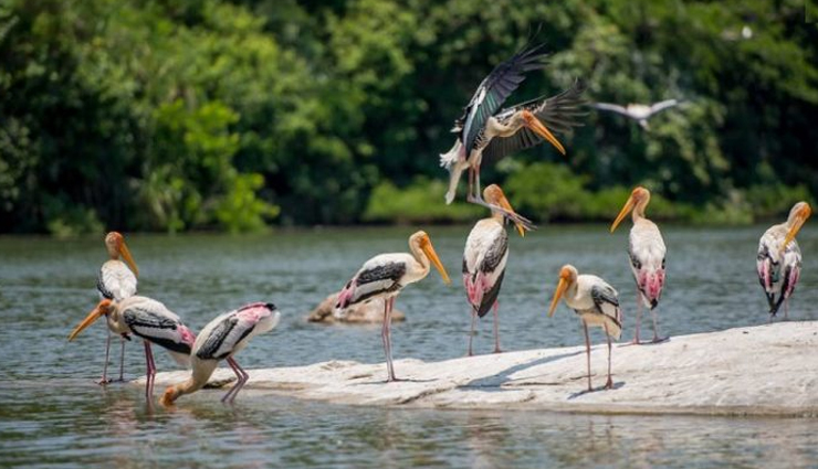 bird sanctuaries,bird sanctuaries in karnataka,karnataka,gudavi bird sanctuary,ranganathittu bird sanctuary,puttenahalli ws lake,kokkare bellur pelicanry bird sanctuary,magadi bird sanctuary