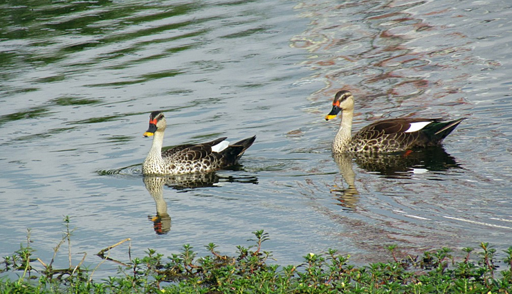 bird sanctuaries,bird sanctuaries in karnataka,karnataka,gudavi bird sanctuary,ranganathittu bird sanctuary,puttenahalli ws lake,kokkare bellur pelicanry bird sanctuary,magadi bird sanctuary