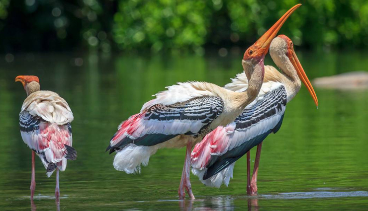 bird sanctuaries,bird sanctuaries in karnataka,karnataka,gudavi bird sanctuary,ranganathittu bird sanctuary,puttenahalli ws lake,kokkare bellur pelicanry bird sanctuary,magadi bird sanctuary