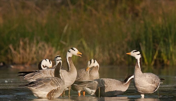 bird sanctuaries,bird sanctuaries in karnataka,karnataka,gudavi bird sanctuary,ranganathittu bird sanctuary,puttenahalli ws lake,kokkare bellur pelicanry bird sanctuary,magadi bird sanctuary