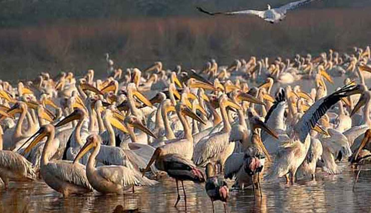 gujarat,gujarat tourism,bird lover,gujarat bird lover,gujarat bird sanctuary,travel,tourism,tourist,holidays