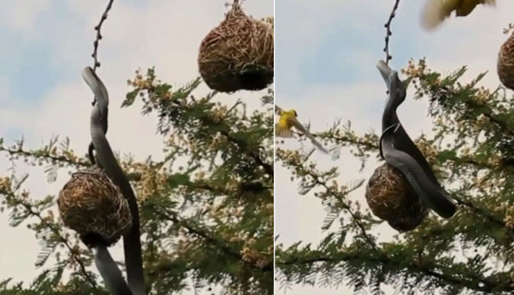 मां की ममता के सामने हारा कोबरा, अंडों को बचाने के लिए सांप से भिड़ गई चिड़िया