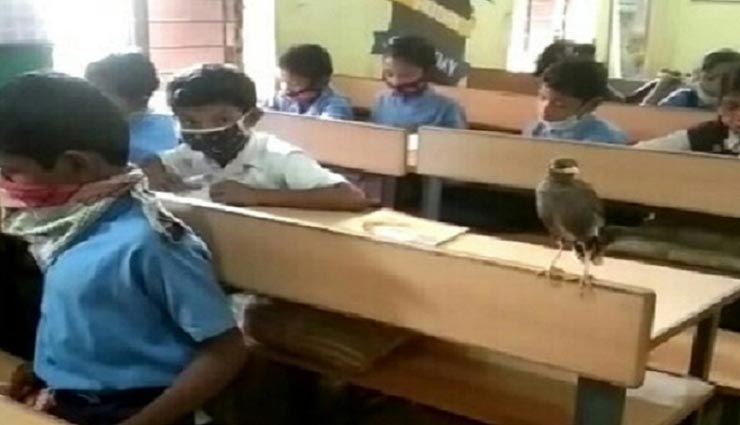 छत्तीसगढ़ : बच्चों के साथ कक्षा में बैठती हैं ये चिड़िया, 9 साल से कर रही पढ़ाई, छुट्टी के दिन नहीं आती स्कूल