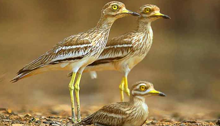 things to do in jim corbett national park,adventure activities in jim corbett,wildlife safari in jim corbett,relaxation and rejuvenation in jim corbett,camping in jim corbett,trekking in jim corbett,birdwatching in jim corbett,cultural experiences in jim corbett,exploring nearby attractions in uttarakhand,accommodation options in jim corbett