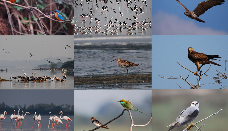 best places around chennai,bird watching,bird watching in chennai,chennai,guindy national park,theosophical society gardens,indian institute of technology campus,pallikaranai wetland,nanmangalam reserve forest