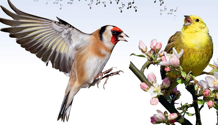 birds singing competition,birds,birds singing,thailand,bizarre news,weird story