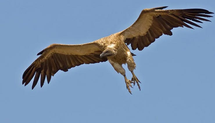 vastu tips,vastu tips in hindi,peace of your life,pictures on the walls,negativity by pictures