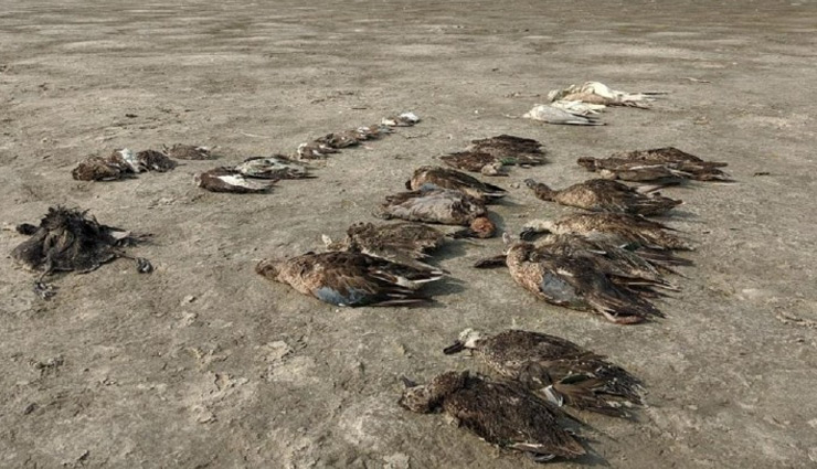 migratory birds,dead,himachal pradesh,pong dam sanctuary,news ,देश में अचानक मरने लगे पक्षी, कई राज्‍य सरकारें चिंतित 