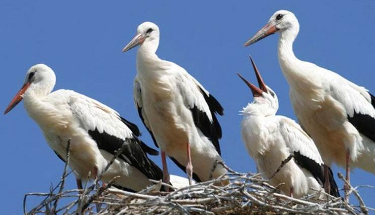 sanctuaries in andhra pradesh,pelican birds in andhra pradesh,andhra pradesh,holidays