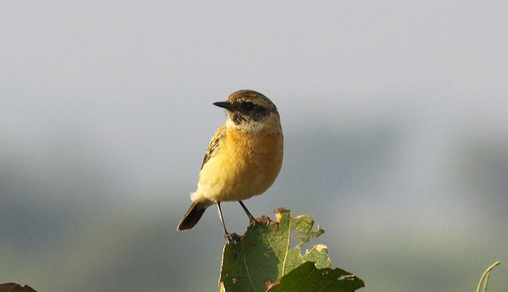 5 Sanctuaries to See Pelican Birds in Andhra Pradesh 