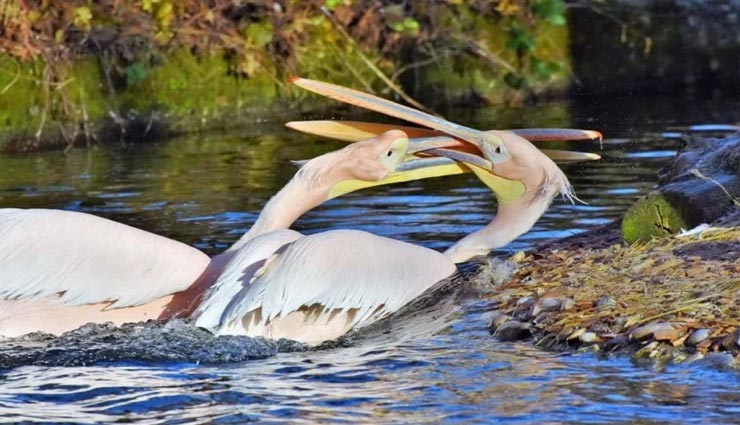 weird news,weird village,migrant birds,pilegan birds,karnataka,kokrebellur,care of birds
