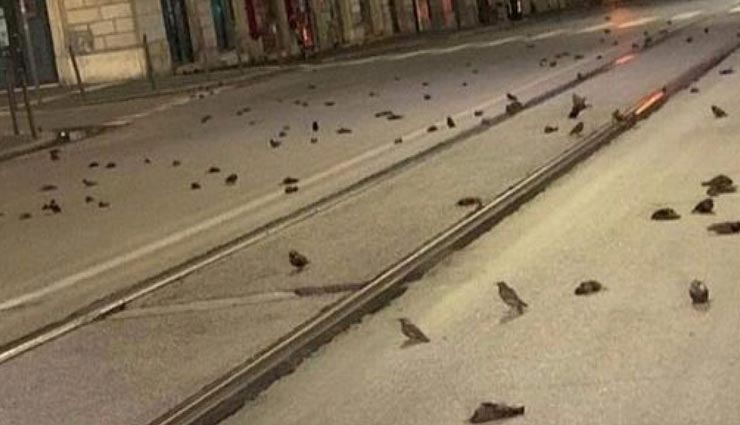 इटली : हजारों पक्षियों के लिए जानलेवा साबित हुआ नए साल का जश्न, रोम की सड़कों पर बिखरी लाशें