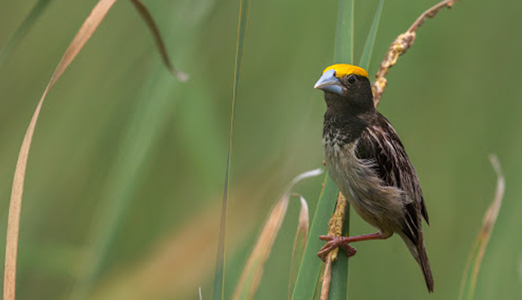 bird sanctuaries in india map,name of bird sanctuaries in india,bird sanctuaries in india list,all bird sanctuaries in india,information about bird sanctuaries in india,list of bird sanctuaries in india,number of bird sanctuaries in india,list of bird sanctuaries in india state wise,best bird sanctuaries in india,biggest bird sanctuaries in india,a bird sanctuary in india,10 bird sanctuaries in india,bird sanctuary in india list,famous bird sanctuaries in india,important bird sanctuaries in india,list of important bird sanctuaries in india,bird sanctuaries in india state wise,birds sanctuary in india,bird sanctuary in india,largest bird sanctuaries in india,list the bird sanctuaries in india,major bird sanctuaries in india,bird sanctuaries in north india,national bird sanctuaries in india,bird sanctuaries of india,oldest bird sanctuary in india,bird sanctuaries all over india,bird sanctuary places in india,bird sanctuaries in south india,travel,holidays