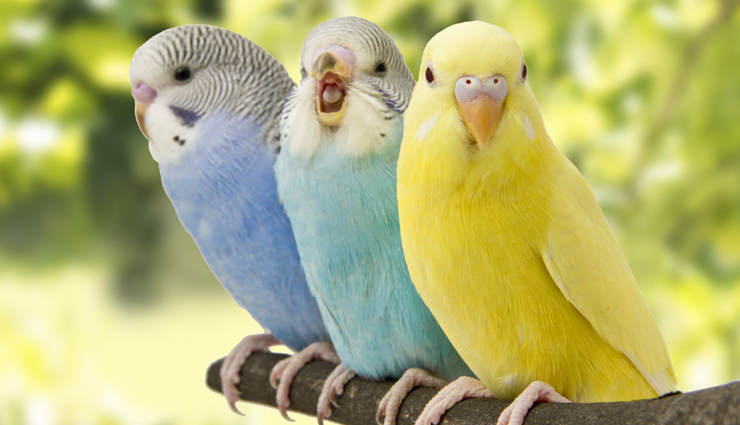 Ideal Destinations for the Wildlife Aficionados Around Bangalore