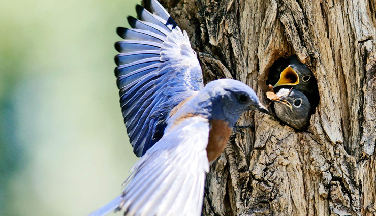 bangalore,wildlife aficiondos,bangalore wildlife,travel,tourism