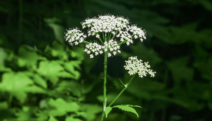 4 Reasons To Use Bishop's Weed for Skin