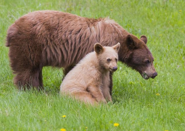 5 Places in India To Spot Rare Black and Brown Bear - lifeberrys.com