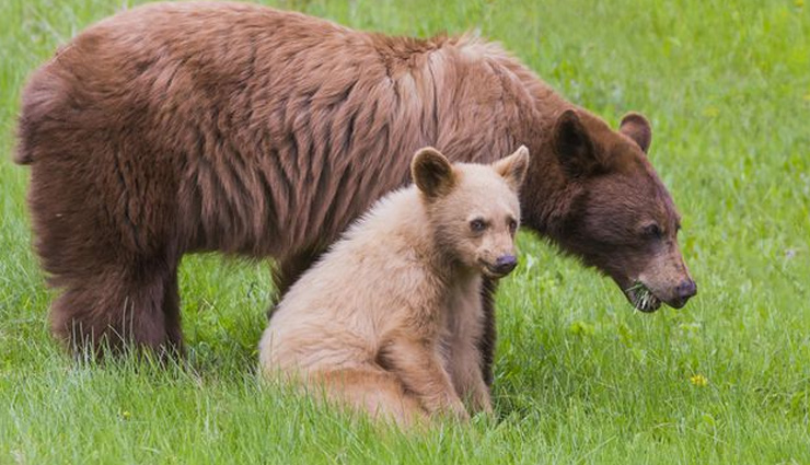 5 Places To Spot Black and Brown Bear Across India