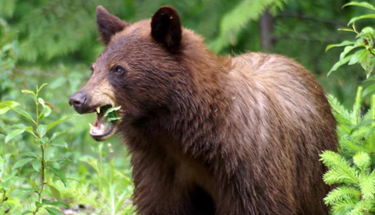 rare black and brown bear,national parks in india,khangchendzonga national park – himalayan black bear,nanda devi national park – himalayan black bear,great himalayan national park – himalayan brown bear,gangotri national park – himalayan brown bear,valley of flowers national park – asian black bear