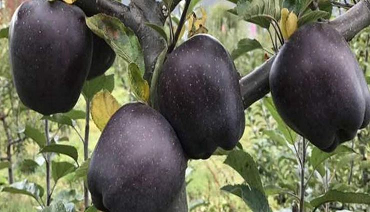 ब्लैक डायमंड के नाम से मशहूर है ये फल, एक की कीमत 500 रुपये!